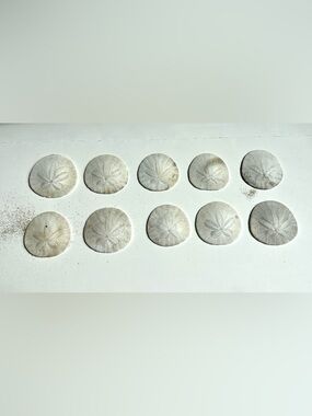 Natural Northern California Sand Dollars Decorative Accent Set of 10. 1.75”